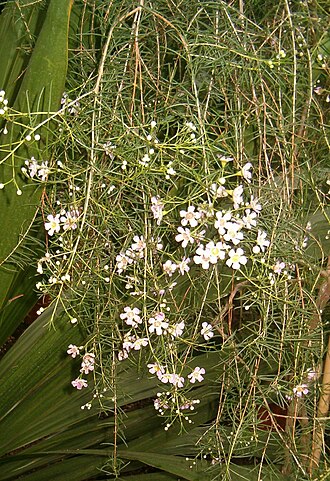 Geraldton wax: Location: Botanical Gardens Berlin Dahlem