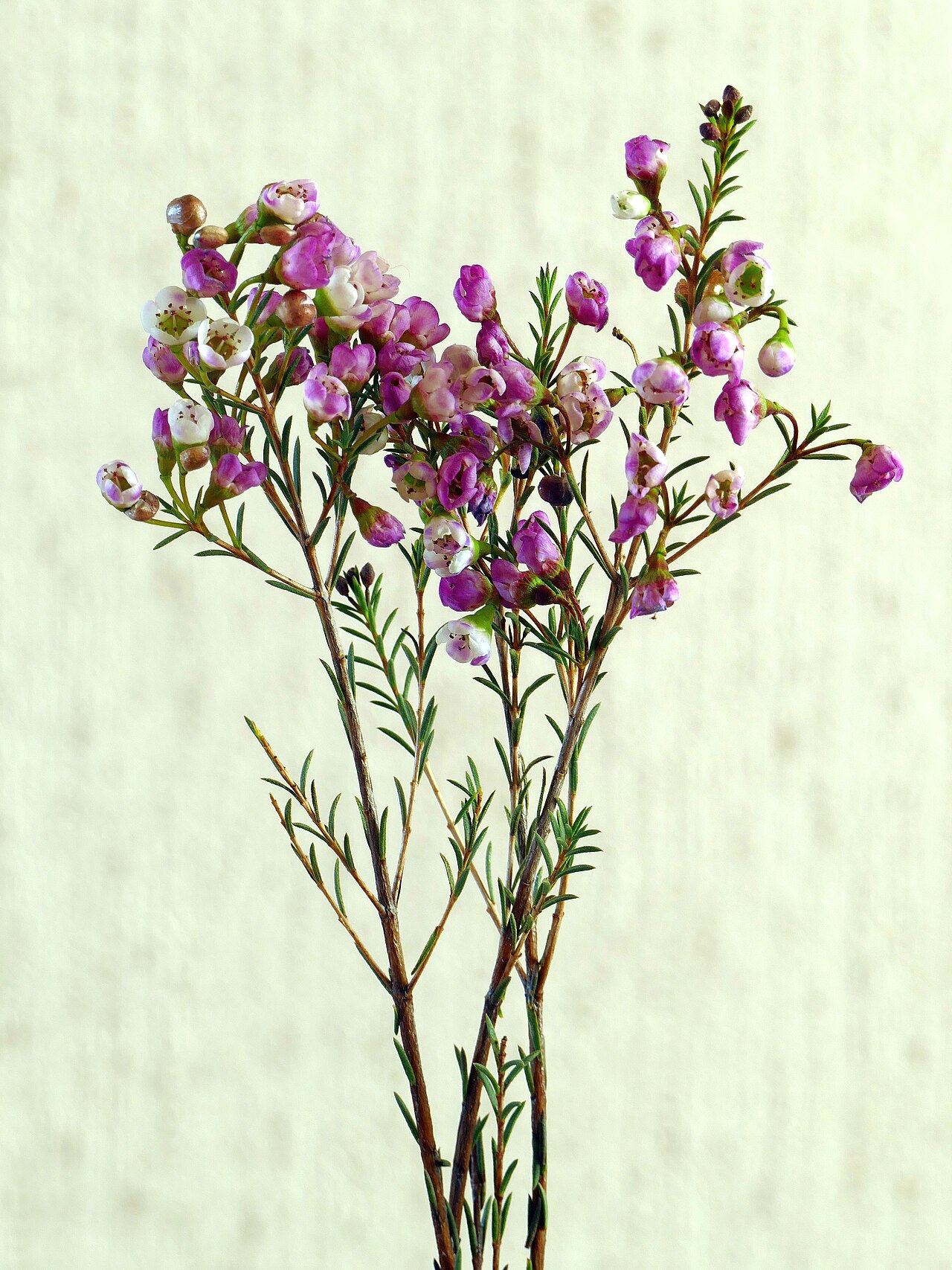 Geraldton wax: Chamelaucium uncinatum Schauer Flowering cultivar of Geraldton waxflower .