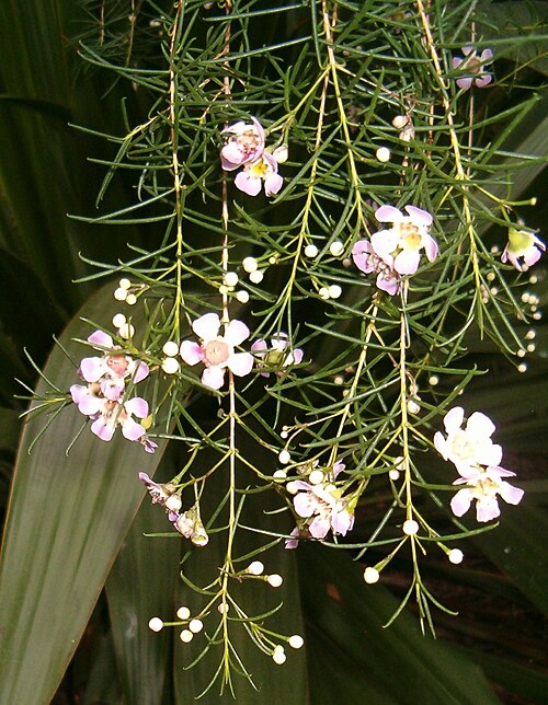 Geraldton wax: Location: Botanical Gardens Berlin Dahlem