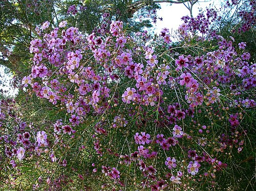 Geraldton wax: Chamelaucium uncinatum . Cultivated, Brisbane, Australia. The common name Chamelaucium efers to the town of Geraldton, north of Perth on the stretch of Western