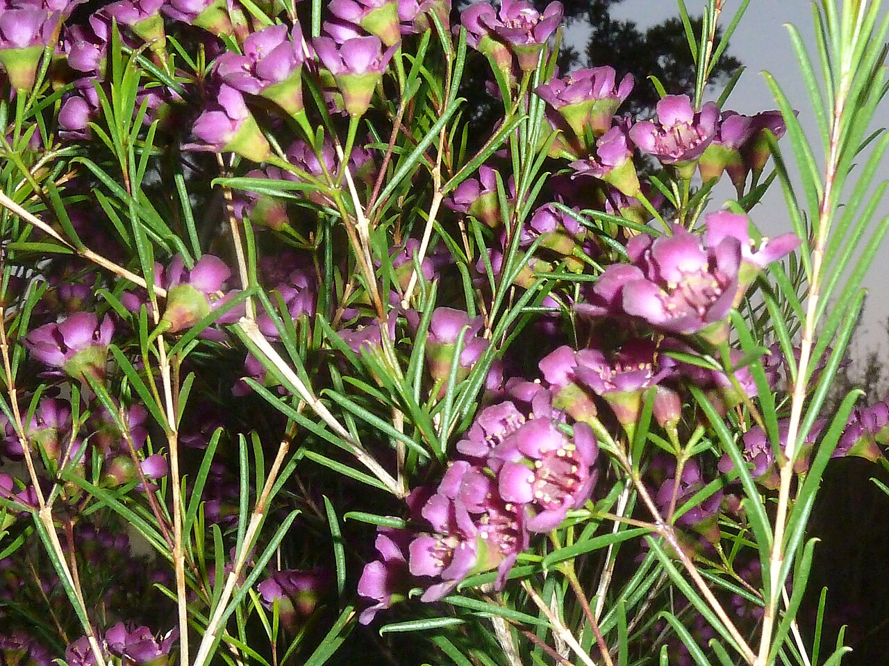Geraldton wax: Foliage and flowers of Geraldton wax in the Manie van der Schijff Botanical Garden at the University of Pretoria