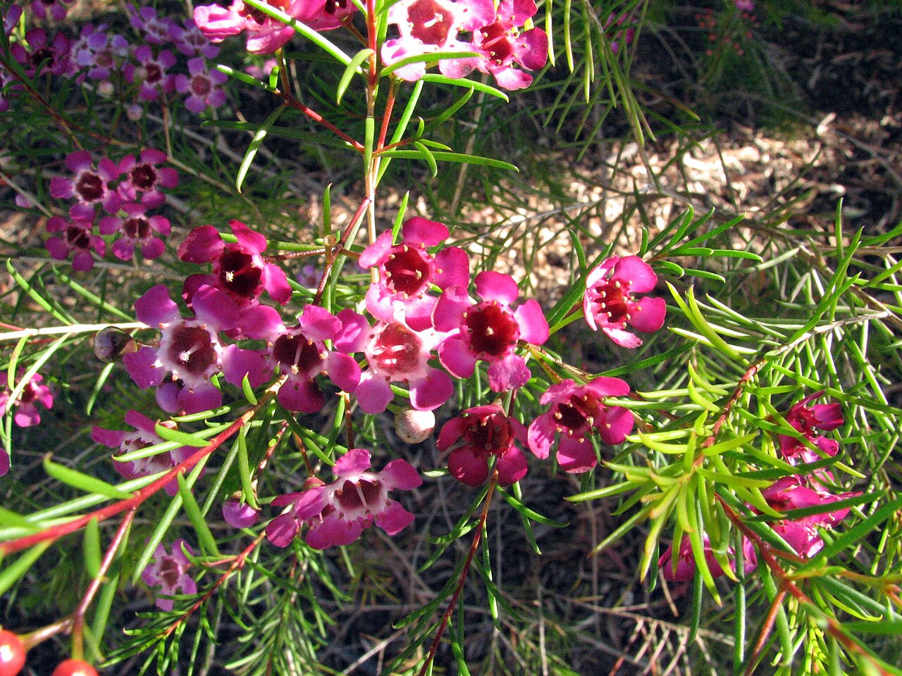 Geraldton wax: Geraldton Wax photographed by me in Chatswood, Sydney