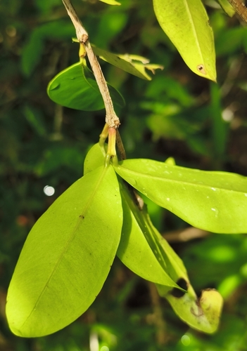 Chamguava gentlei (Chamguava gentlei)