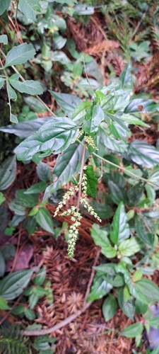 Chamissoa acuminata (Chamissoa acuminata)