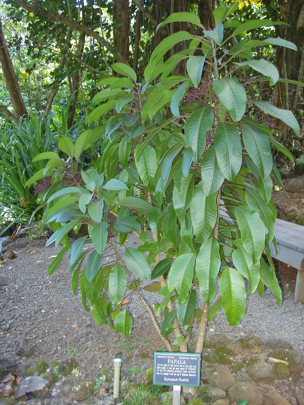 Ellipticleaf papala: Charpentiera elliptica , growing in the Limahuli Garden and Preserve, Kauai, Hawaii.