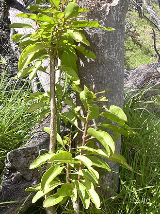 Broadleaf papala: Charpentiera obovata (leaves). Location: Maui, Auwahi