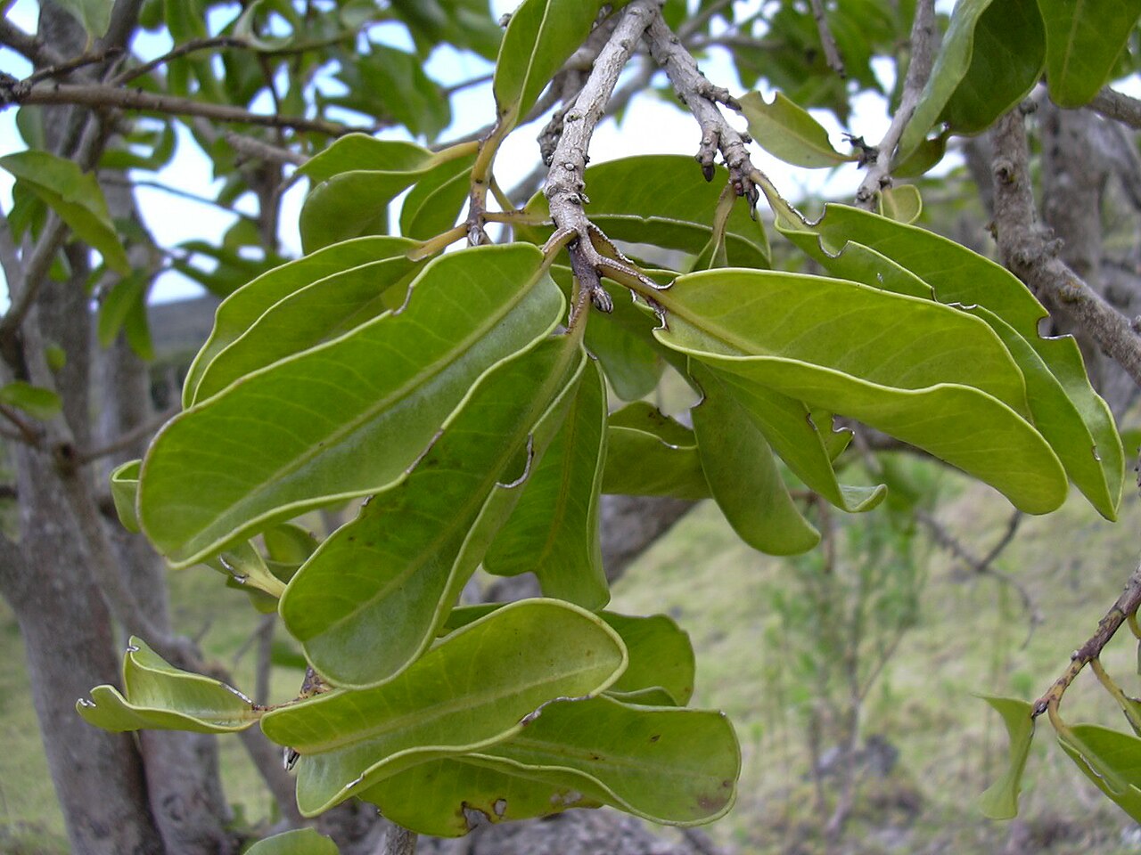 Broadleaf papala: Charpentiera obovata (leaves and fruit). Location: Maui, Auwahi