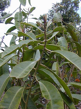 Broadleaf papala: Charpentiera obovata (leaves). Location: Maui, Auwahi