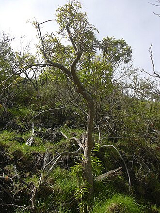 Broadleaf papala: Charpentiera obovata (habit). Location: Maui, Auwahi