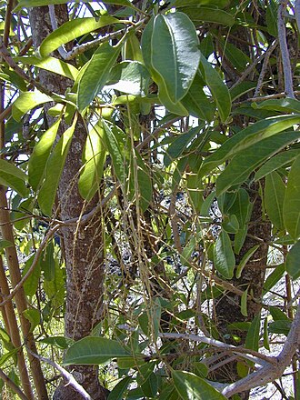 Broadleaf papala: Charpentiera obovata (flowers). Location: Maui, Auwahi