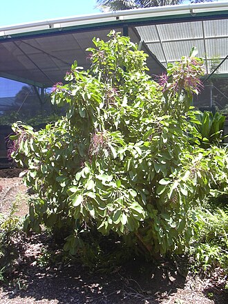 Broadleaf papala: Charpentiera obovata (habit). Location: Maui, Hoolawa Farms