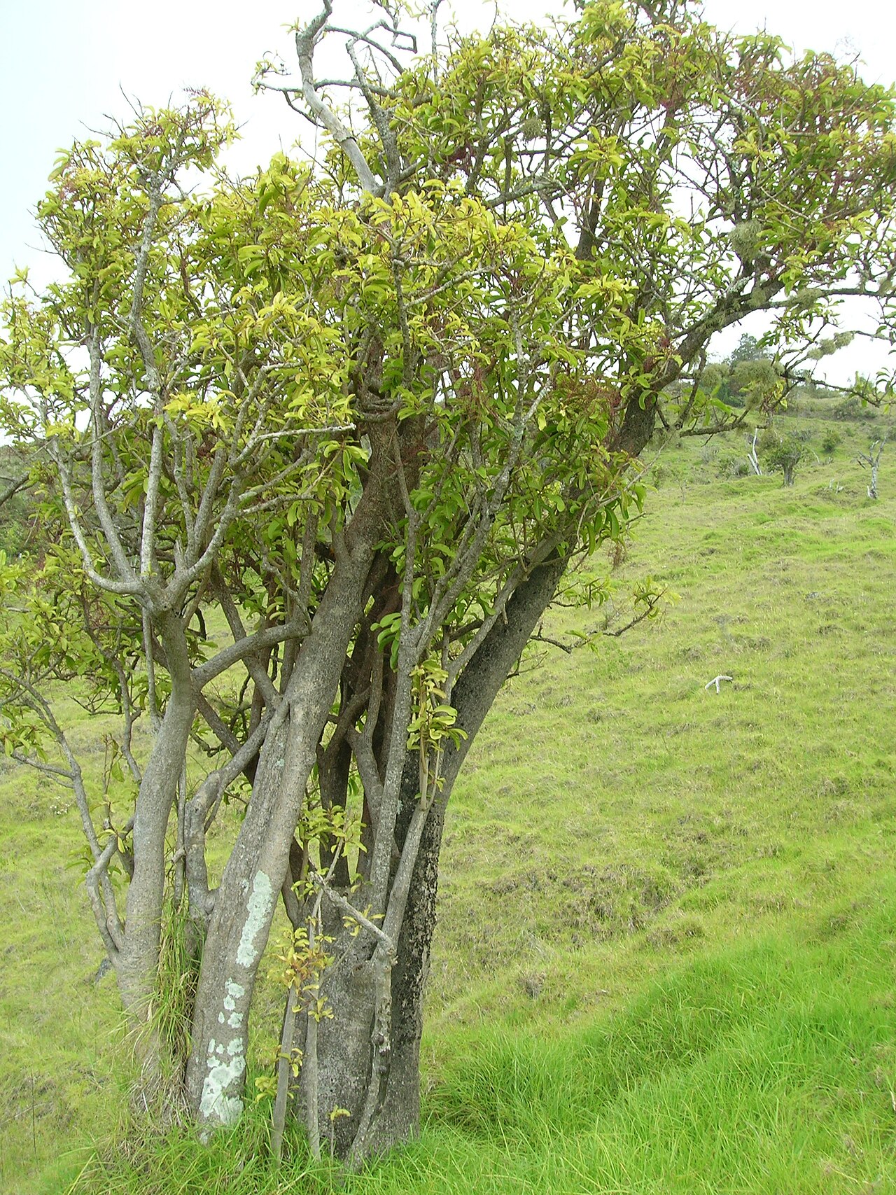 Broadleaf papala: Charpentiera obovata (habit). Location: Maui, Auwahi
