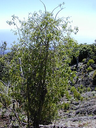 Broadleaf papala: Charpentiera obovata (habit). Location: Maui, Auwahi