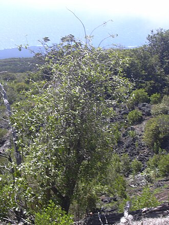 Broadleaf papala: Charpentiera obovata (habit). Location: Maui, Auwahi