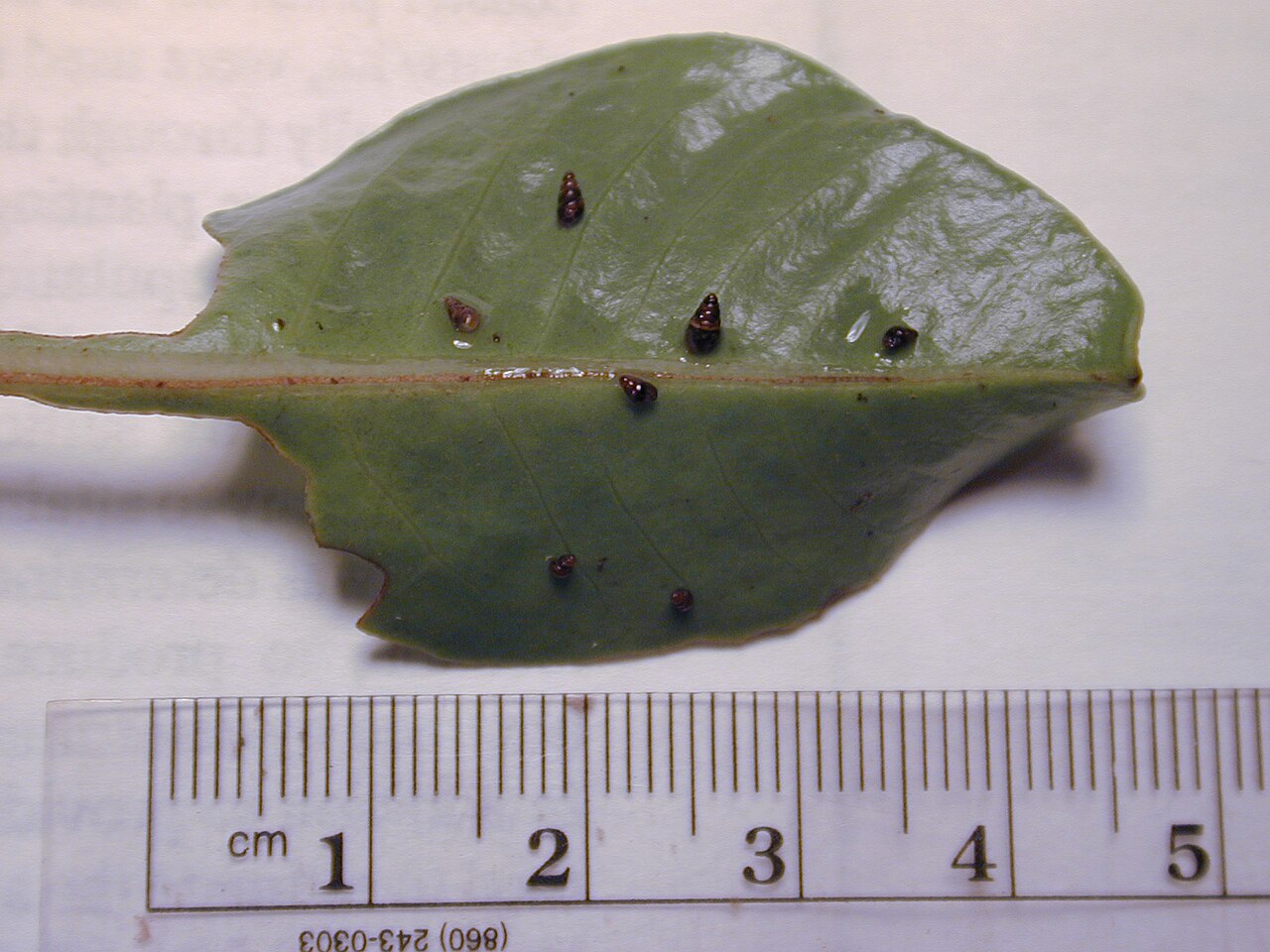 Broadleaf papala: Charpentiera obovata (snails Tornatellid long pointy one). Location: Maui, Auwahi