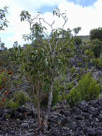 Broadleaf papala: Charpentiera obovata (habit). Location: Maui, Auwahi