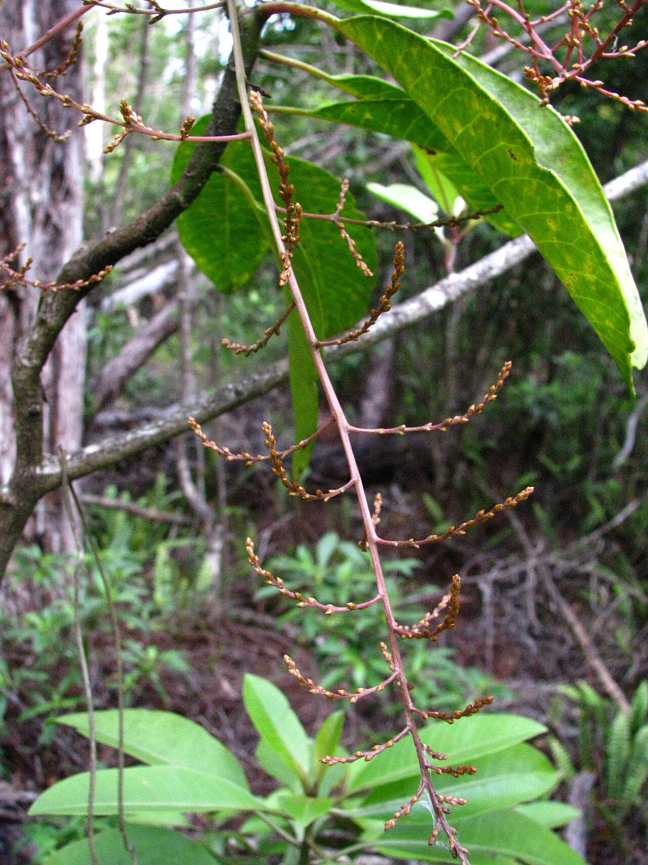 Koolau Range papala: Pāpala or Koolau Range papala Amaranthaceae Endemic to the Hawaiian Islands Kīpukapuala, Hawaiʻi Island nativeplants.hawaii.edu/plant/view/Charpentiera_ovata_ov