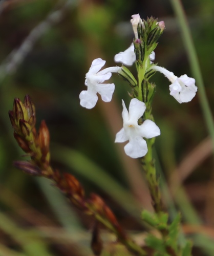 Chascanum cernuum (Chascanum cernuum)