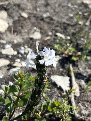 Chascanum cernuum (Chascanum cernuum)