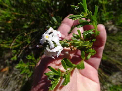 Chascanum cernuum (Chascanum cernuum)