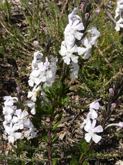 Chascanum cernuum (Chascanum cernuum)