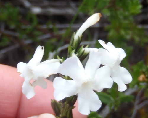 Chascanum cernuum (Chascanum cernuum)