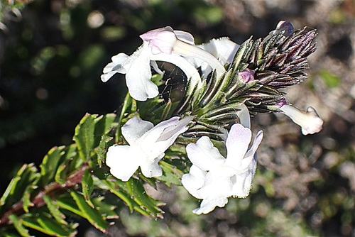 Chascanum cernuum (Chascanum cernuum)
