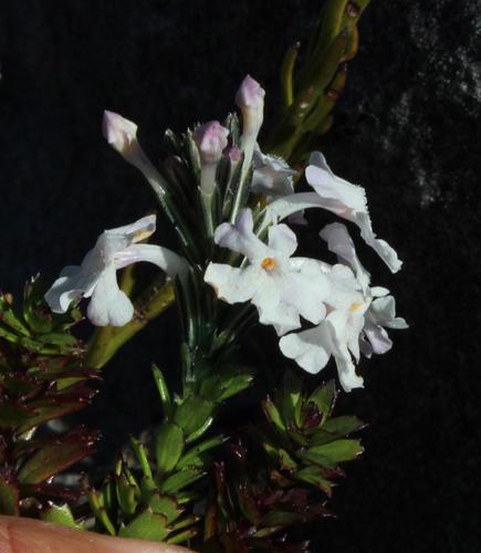 Chascanum cernuum (Chascanum cernuum)