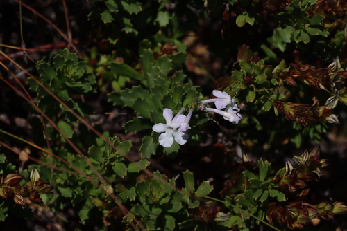 Chascanum cernuum (Chascanum cernuum)