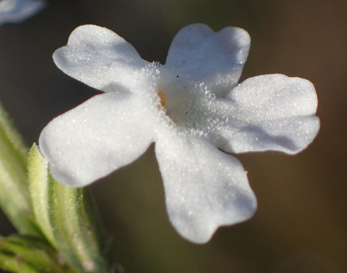 Chascanum cernuum (Chascanum cernuum)