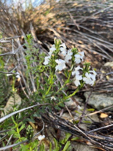 Chascanum cernuum (Chascanum cernuum)