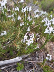 Chascanum cernuum (Chascanum cernuum)