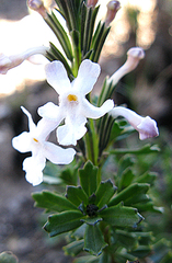 Chascanum cernuum (Chascanum cernuum)