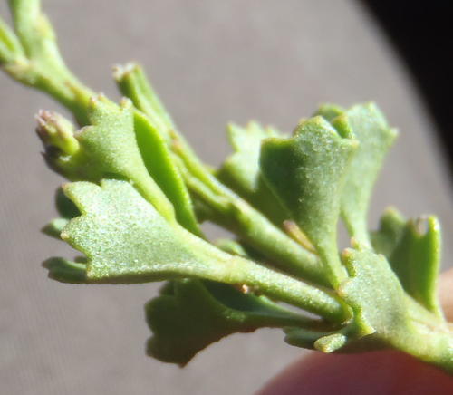 Chascanum cuneifolium (Chascanum cuneifolium)