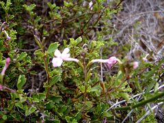 Chascanum cuneifolium (Chascanum cuneifolium)