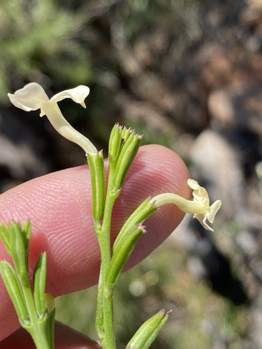 Chascanum cuneifolium (Chascanum cuneifolium)