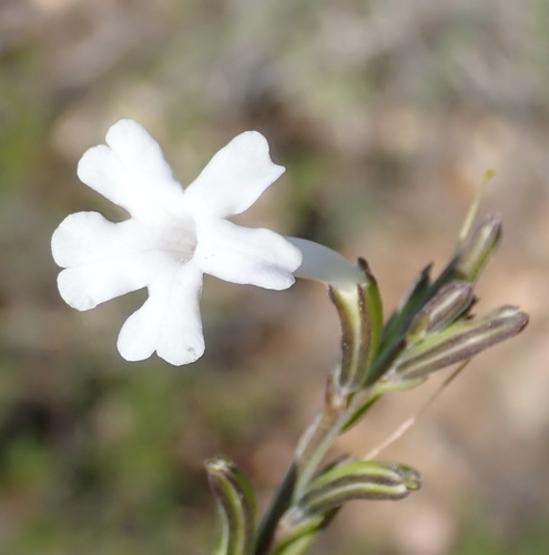 Chascanum cuneifolium (Chascanum cuneifolium)