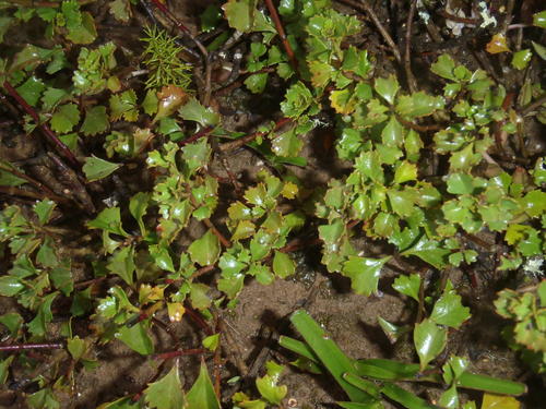 Chascanum cuneifolium (Chascanum cuneifolium)