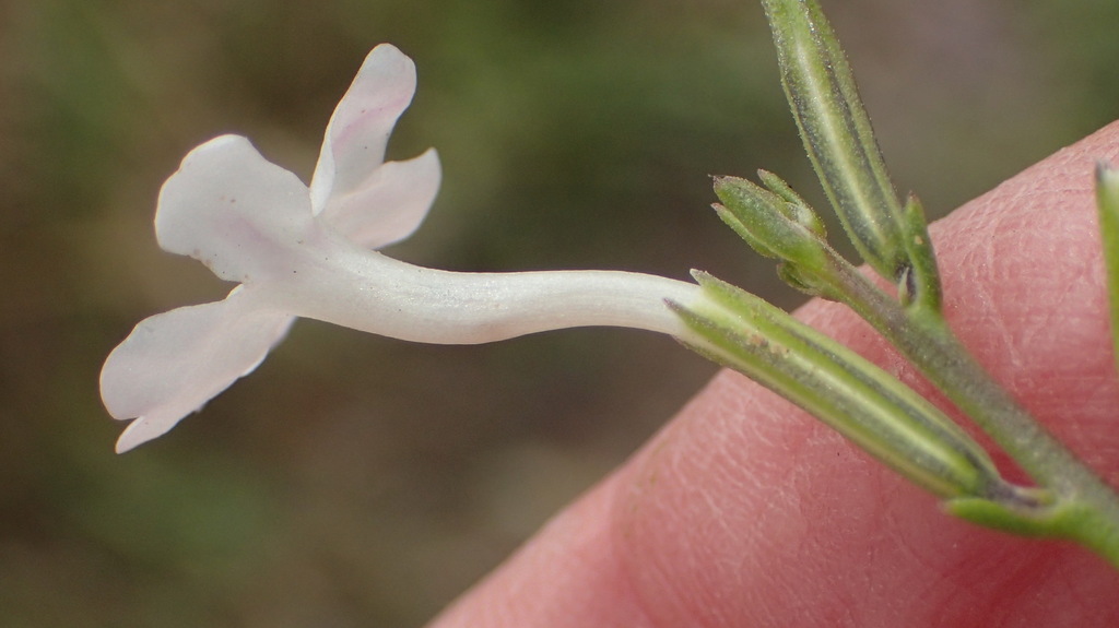 Chascanum cuneifolium (Chascanum cuneifolium)
