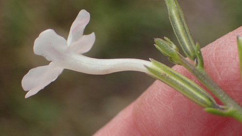 Chascanum cuneifolium (Chascanum cuneifolium)