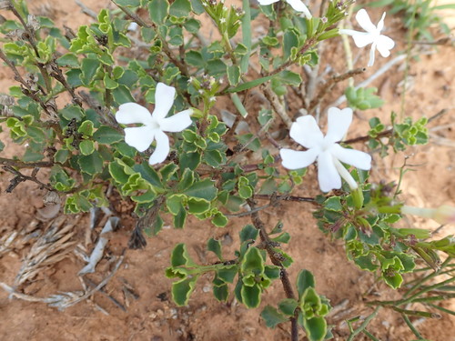 Chascanum cuneifolium (Chascanum cuneifolium)