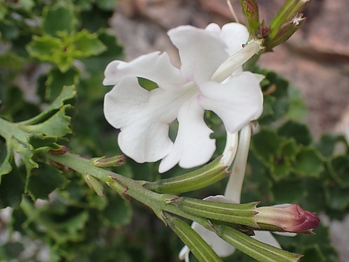 Chascanum cuneifolium (Chascanum cuneifolium)