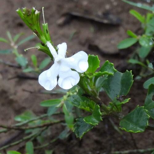 Chascanum cuneifolium (Chascanum cuneifolium)