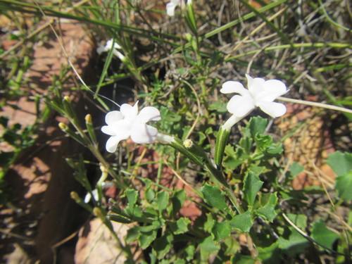 Chascanum cuneifolium (Chascanum cuneifolium)