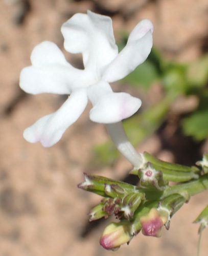 Chascanum cuneifolium (Chascanum cuneifolium)