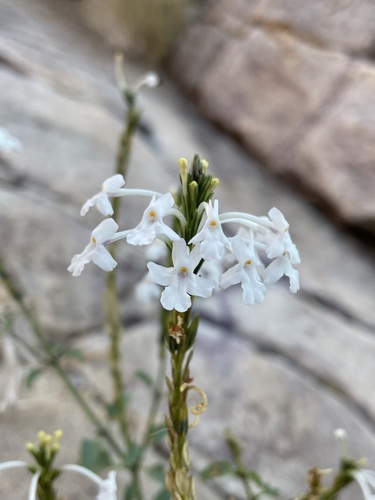 Chascanum garipense (Chascanum garipense)