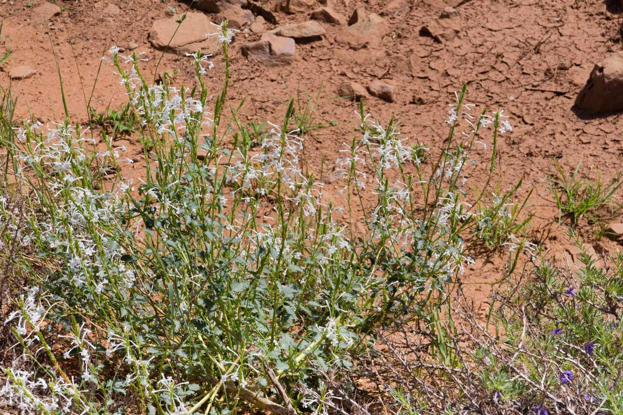 Chascanum garipense: Chascanum garipense & Aptosimum spinescen-0270