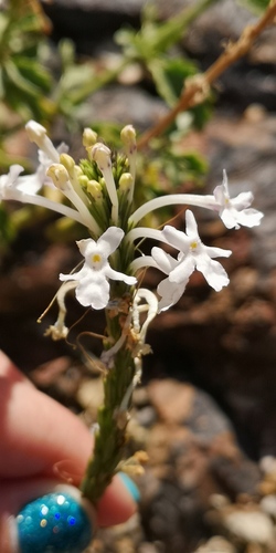 Chascanum garipense (Chascanum garipense)