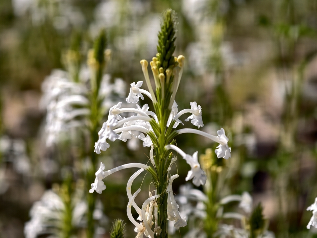 Chascanum garipense (Chascanum garipense)