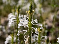 Chascanum garipense (Chascanum garipense)